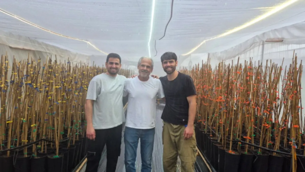 Growing Memory: Pistachio Saplings Imported from Spain for Almog Sarusi Project